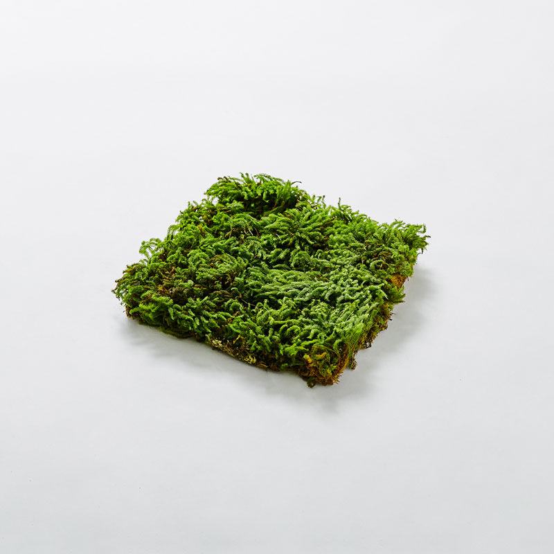 MOSS SHEET S